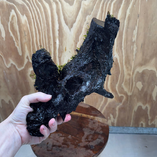 Scapeshop.com.au One Only Fontinalis Log - Large (Java Moss) - One Only - Gremlin Fontinalis Log - Large (Java Moss) - One Only - Gremlin