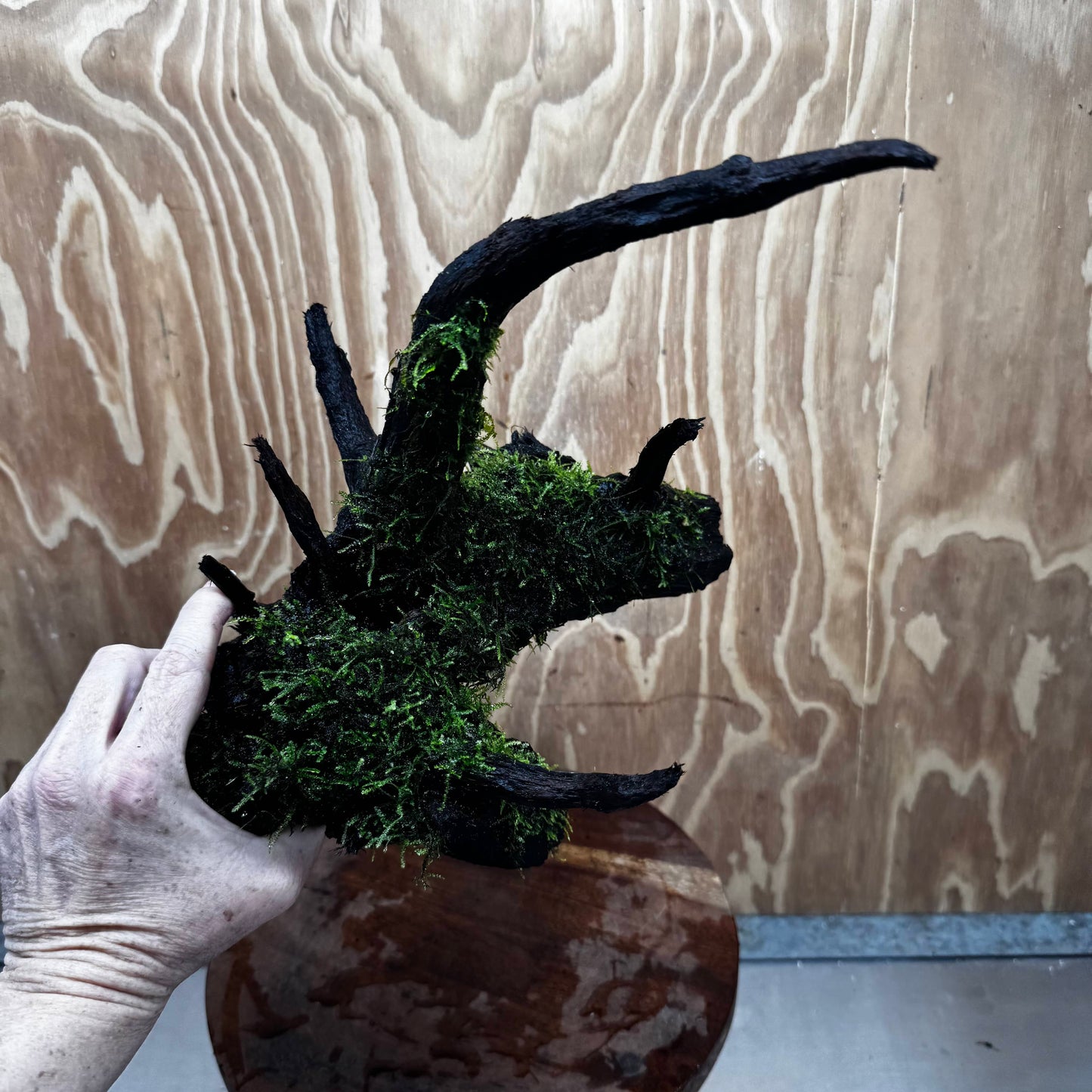 Scapeshop.com.au One Only Fontinalis Log - Large (Java Moss) - One Only - Gremlin Fontinalis Log - Large (Java Moss) - One Only - Gremlin