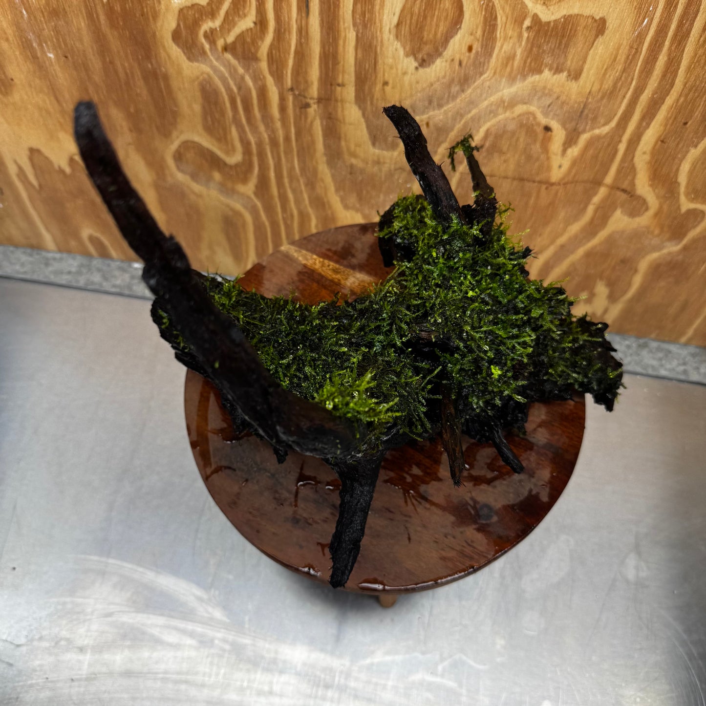 Scapeshop.com.au One Only Fontinalis Log - Large (Java Moss) - One Only - Gremlin Fontinalis Log - Large (Java Moss) - One Only - Gremlin