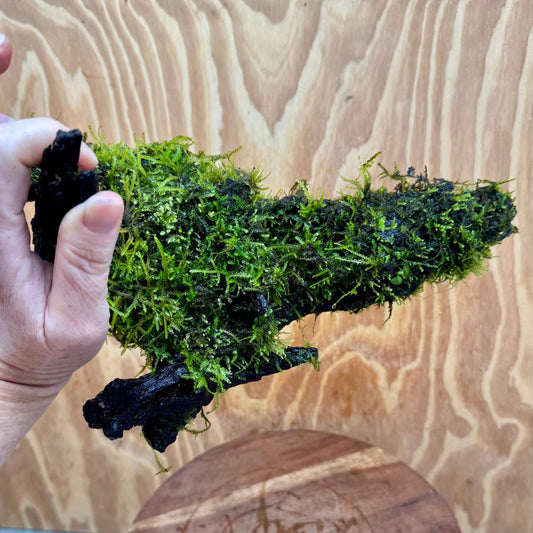 Scapeshop.com.au One Only Fontinalis Log - Large (Java Moss) - One Only - Nymph Fontinalis Log - Large (Java Moss) - One Only - Nymph