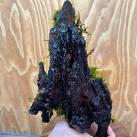 Scapeshop.com.au One Only Fontinalis Log - Large (Java Moss) - One Only - Nymph Fontinalis Log - Large (Java Moss) - One Only - Nymph