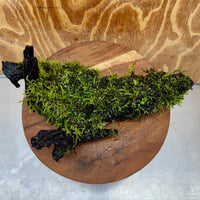 Scapeshop.com.au One Only Fontinalis Log - Large (Java Moss) - One Only - Nymph Fontinalis Log - Large (Java Moss) - One Only - Nymph