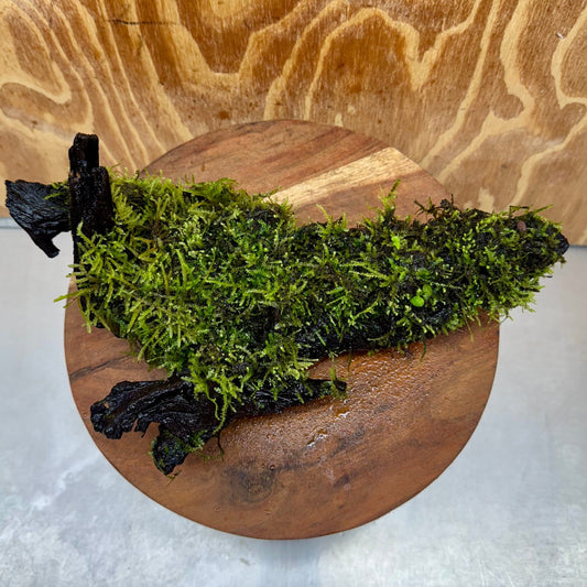 Scapeshop.com.au One Only Fontinalis Log - Large (Java Moss) - One Only - Nymph Fontinalis Log - Large (Java Moss) - One Only - Nymph