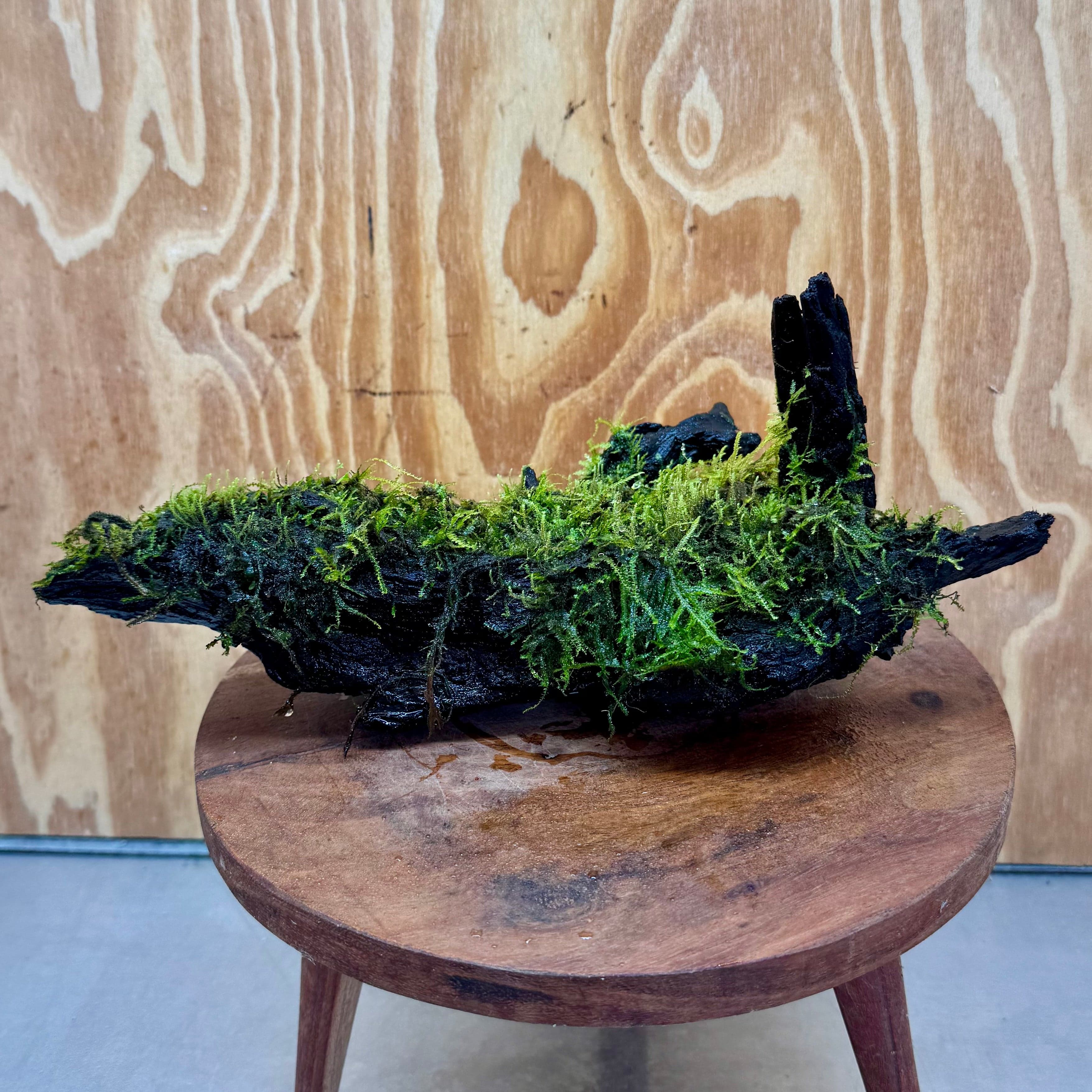 Scapeshop.com.au One Only Fontinalis Log - Large (Java Moss) - One Only - Nymph Fontinalis Log - Large (Java Moss) - One Only - Nymph