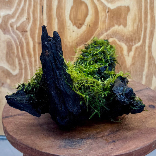 Scapeshop.com.au One Only Fontinalis Log - Large (Java Moss) - One Only - Nymph Fontinalis Log - Large (Java Moss) - One Only - Nymph