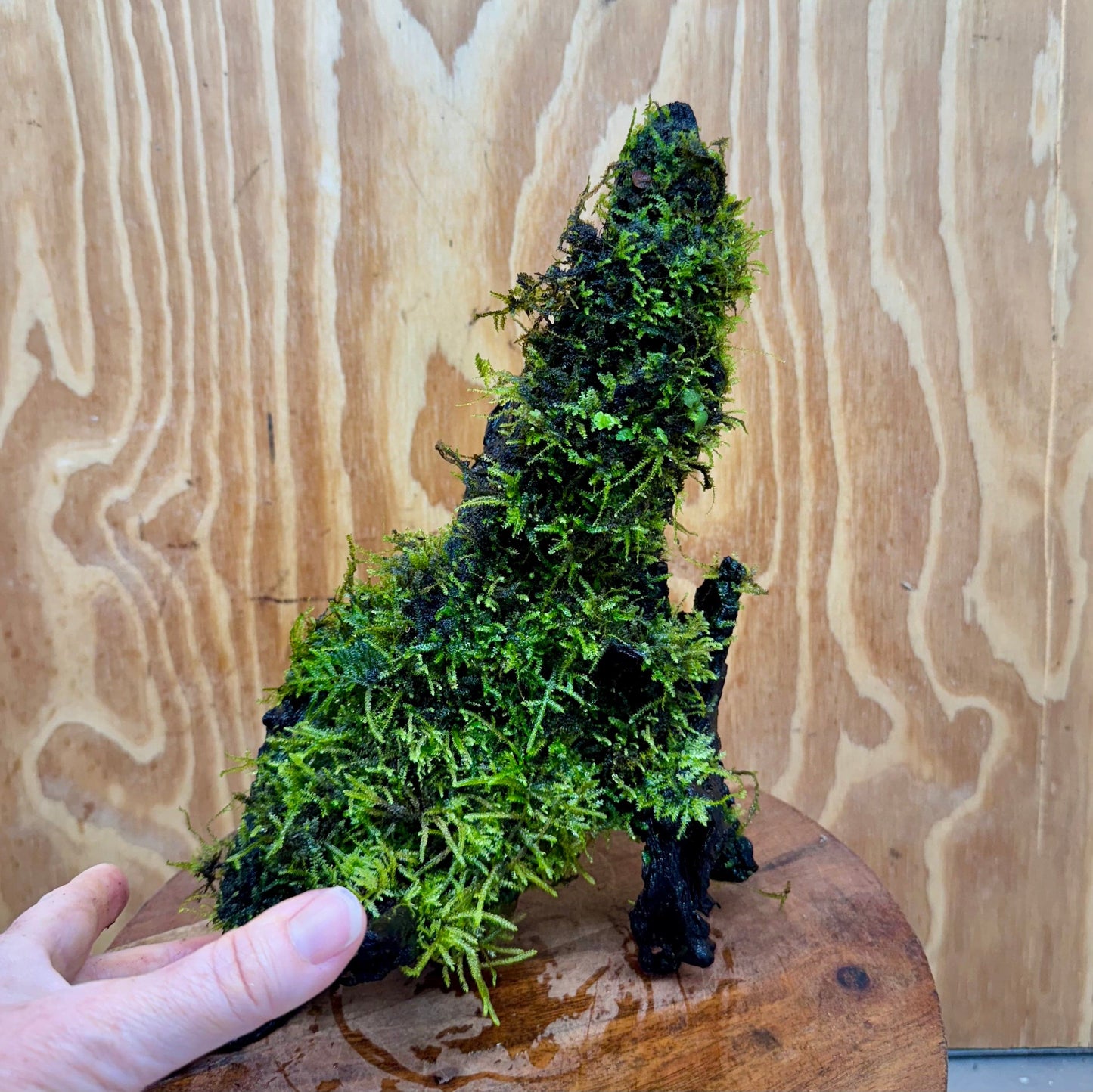 Scapeshop.com.au One Only Fontinalis Log - Large (Java Moss) - One Only - Nymph Fontinalis Log - Large (Java Moss) - One Only - Nymph