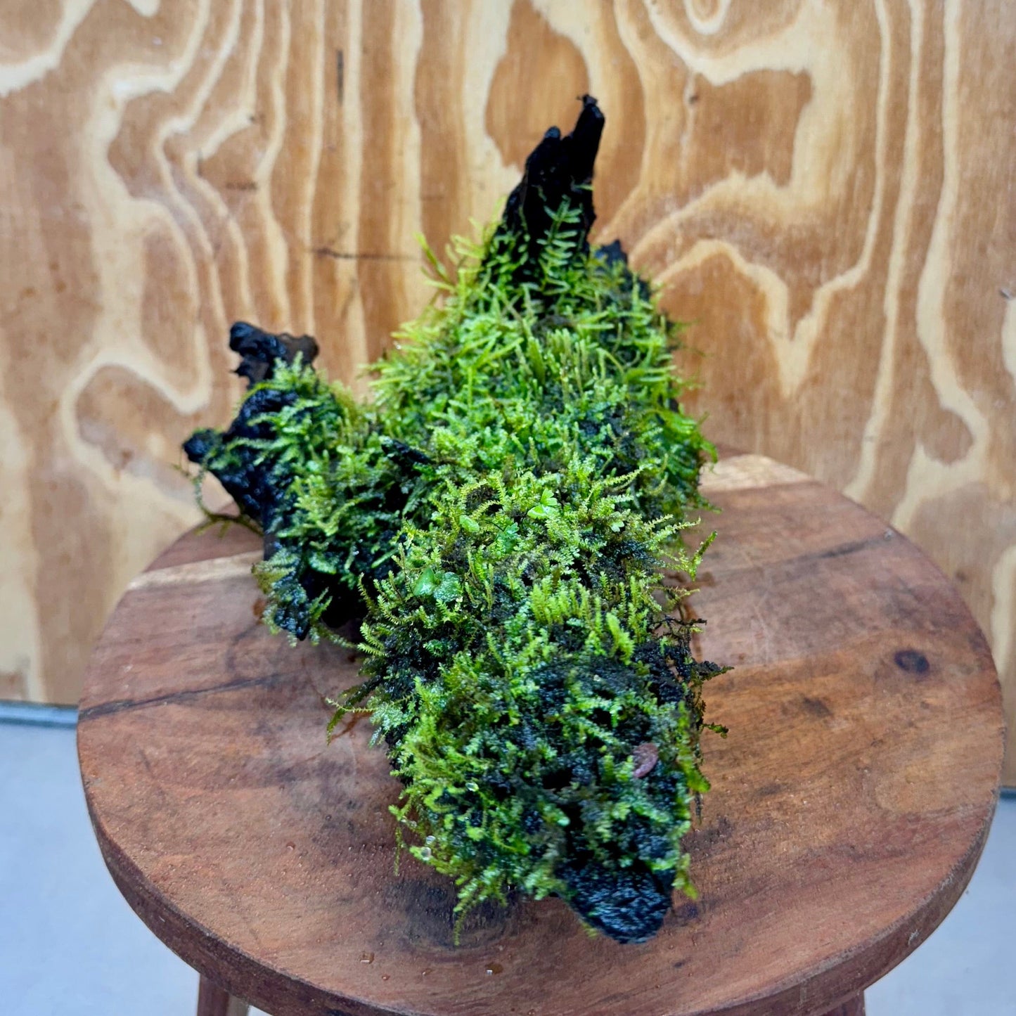 Scapeshop.com.au One Only Fontinalis Log - Large (Java Moss) - One Only - Nymph Fontinalis Log - Large (Java Moss) - One Only - Nymph