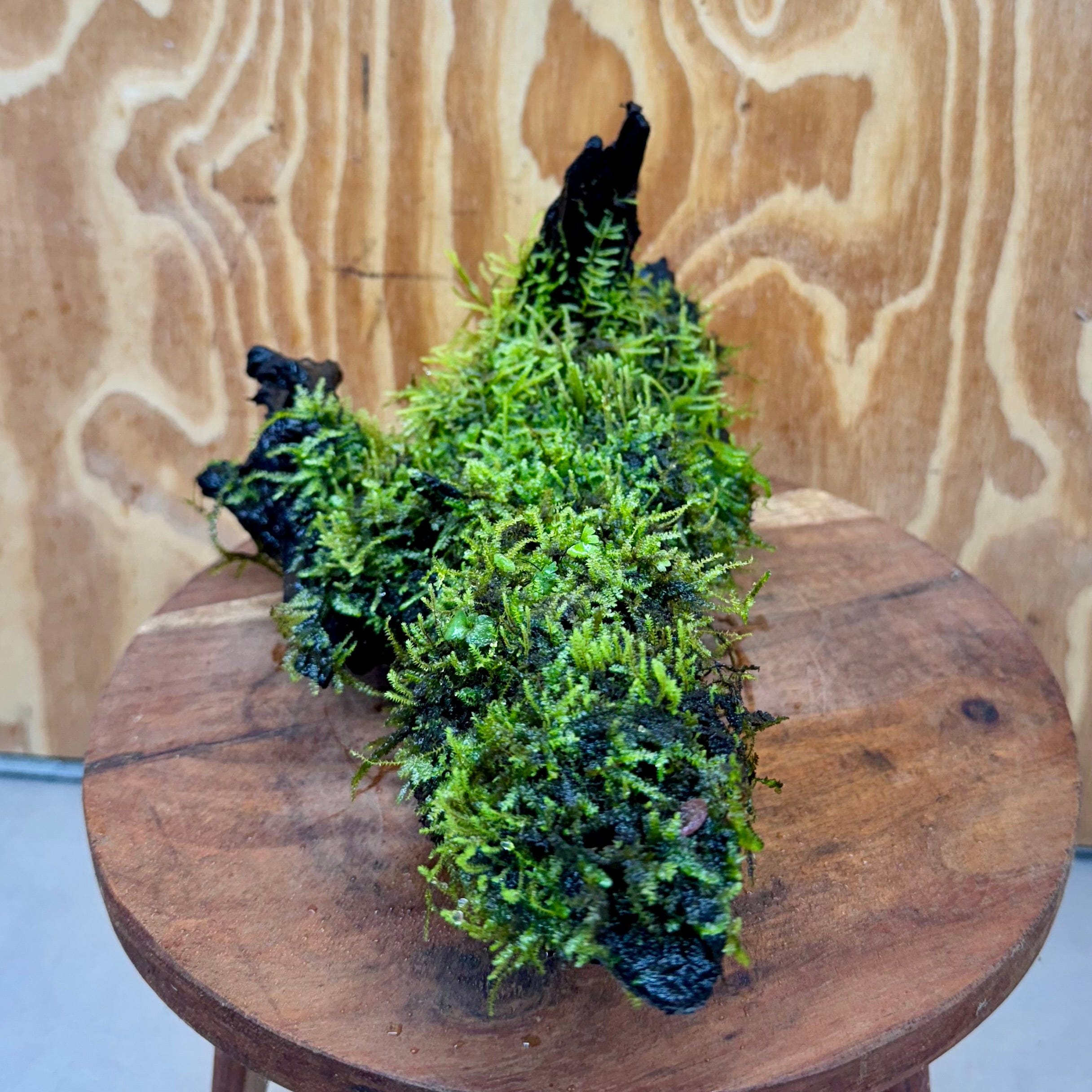 Scapeshop.com.au One Only Fontinalis Log - Large (Java Moss) - One Only - Nymph Fontinalis Log - Large (Java Moss) - One Only - Nymph