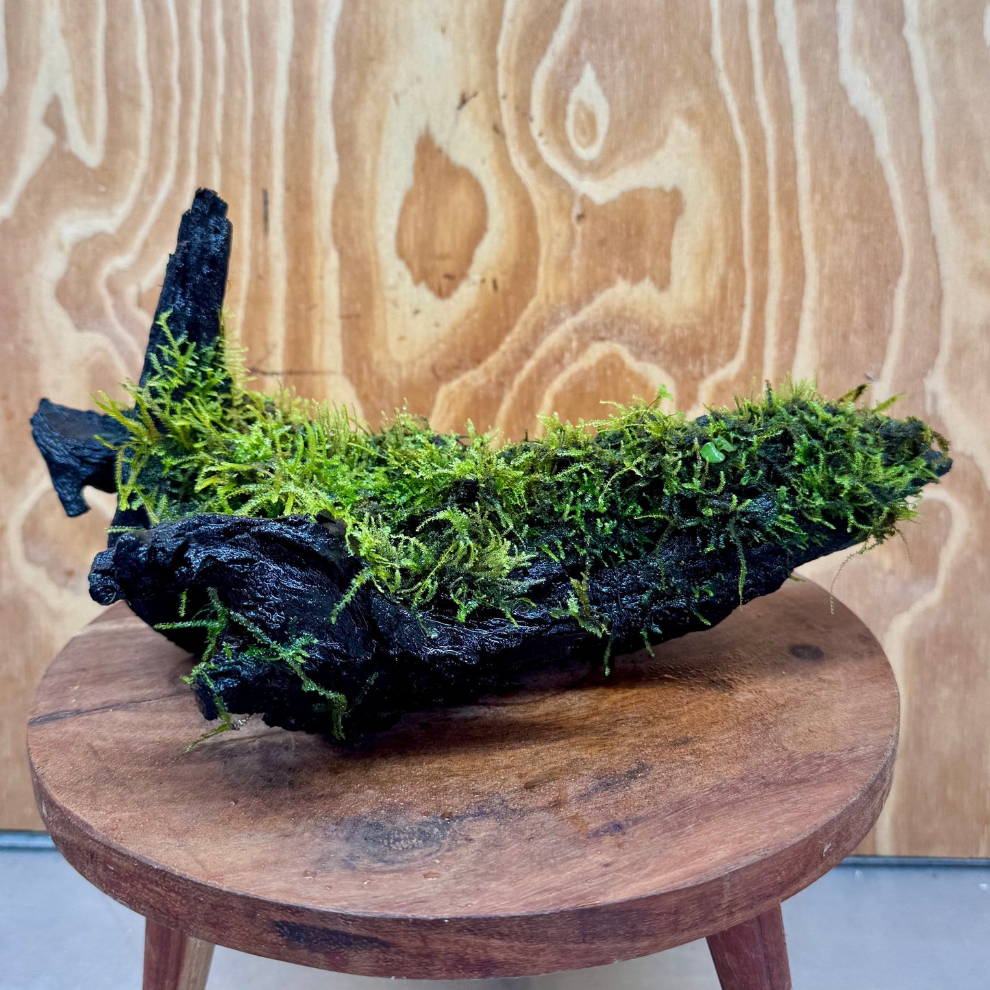 Scapeshop.com.au One Only Fontinalis Log - Large (Java Moss) - One Only - Nymph Fontinalis Log - Large (Java Moss) - One Only - Nymph