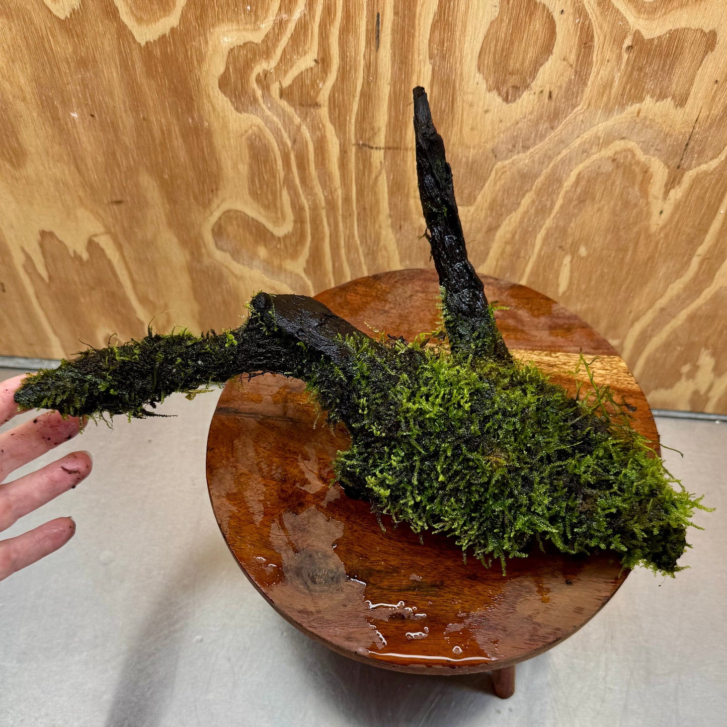 Scapeshop.com.au One Only Fontinalis Log - Large (Java Moss) - One Only - Nymph Fontinalis Log - Large (Java Moss) - One Only - Nymph