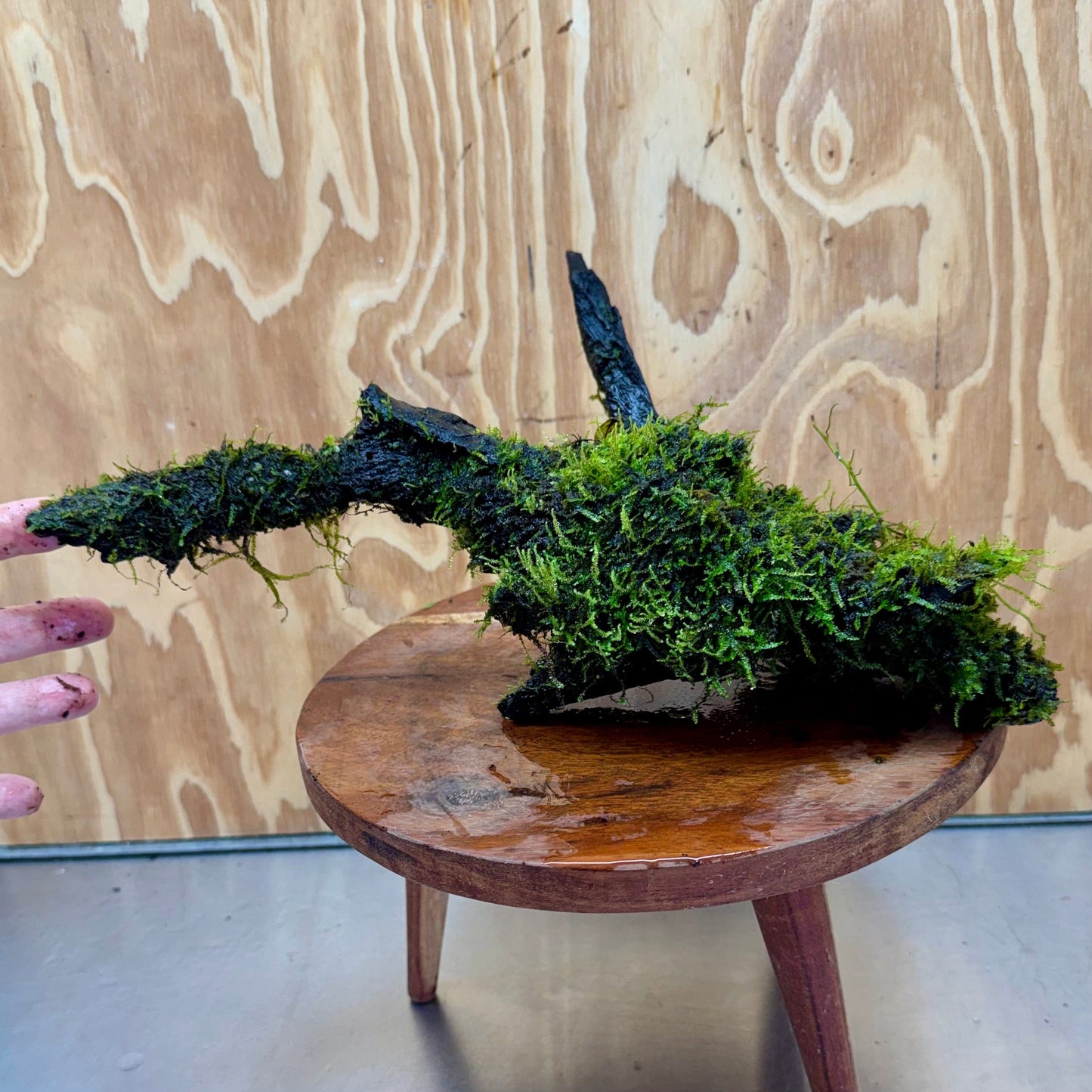 Scapeshop.com.au One Only Fontinalis Log - Large (Java Moss) - One Only - Nymph Fontinalis Log - Large (Java Moss) - One Only - Nymph