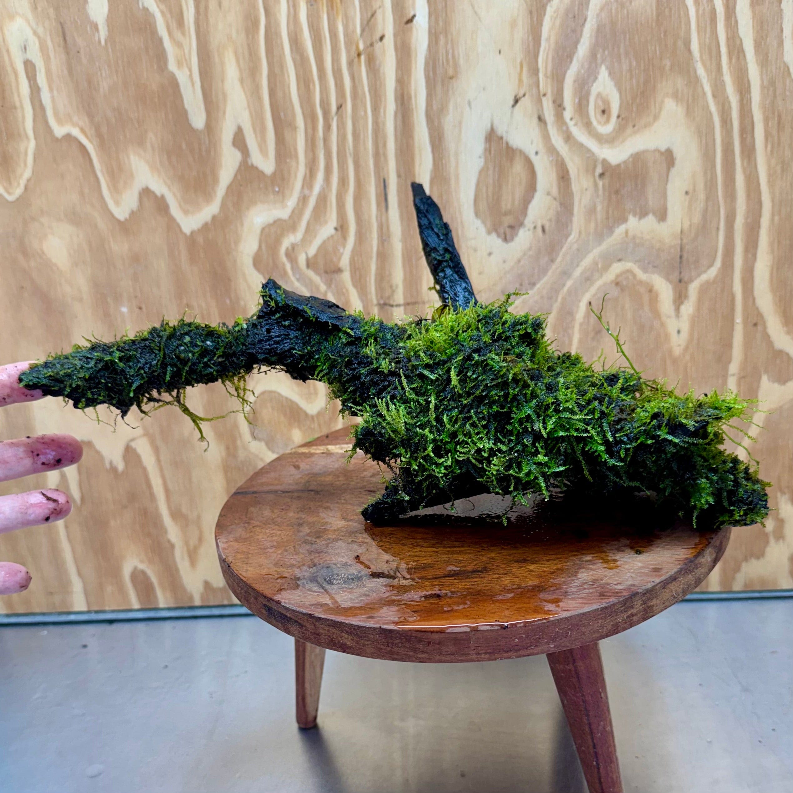 Scapeshop.com.au One Only Fontinalis Log - Large (Java Moss) - One Only - Nymph Fontinalis Log - Large (Java Moss) - One Only - Nymph