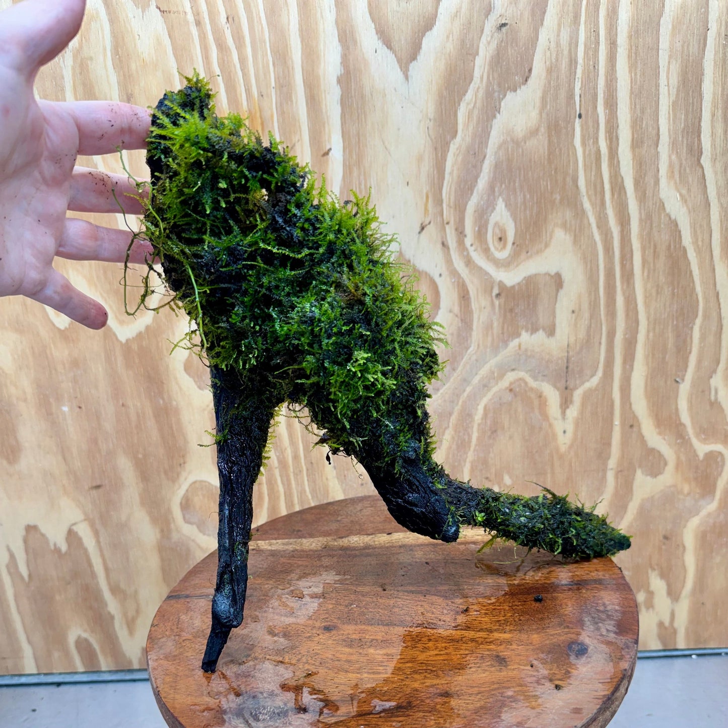 Scapeshop.com.au One Only Fontinalis Log - Large (Java Moss) - One Only - Nymph Fontinalis Log - Large (Java Moss) - One Only - Nymph