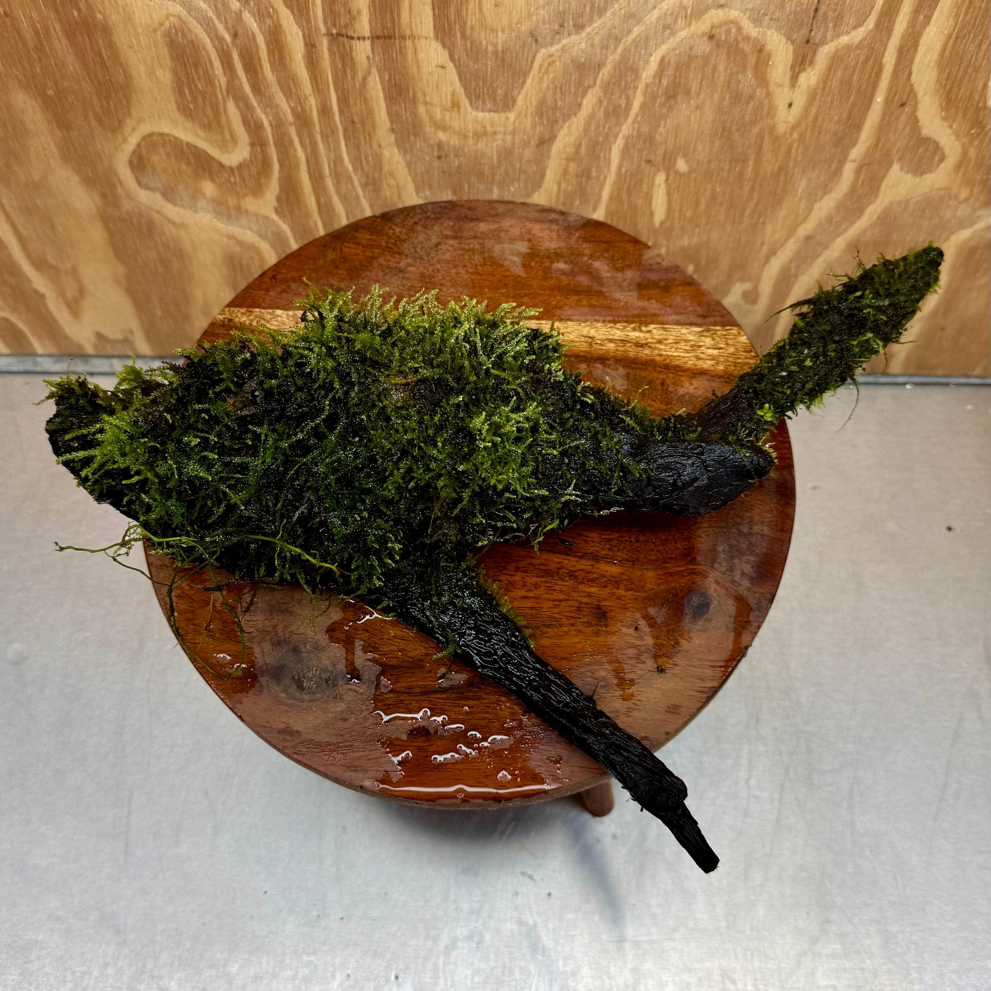 Scapeshop.com.au One Only Fontinalis Log - Large (Java Moss) - One Only - Nymph Fontinalis Log - Large (Java Moss) - One Only - Nymph