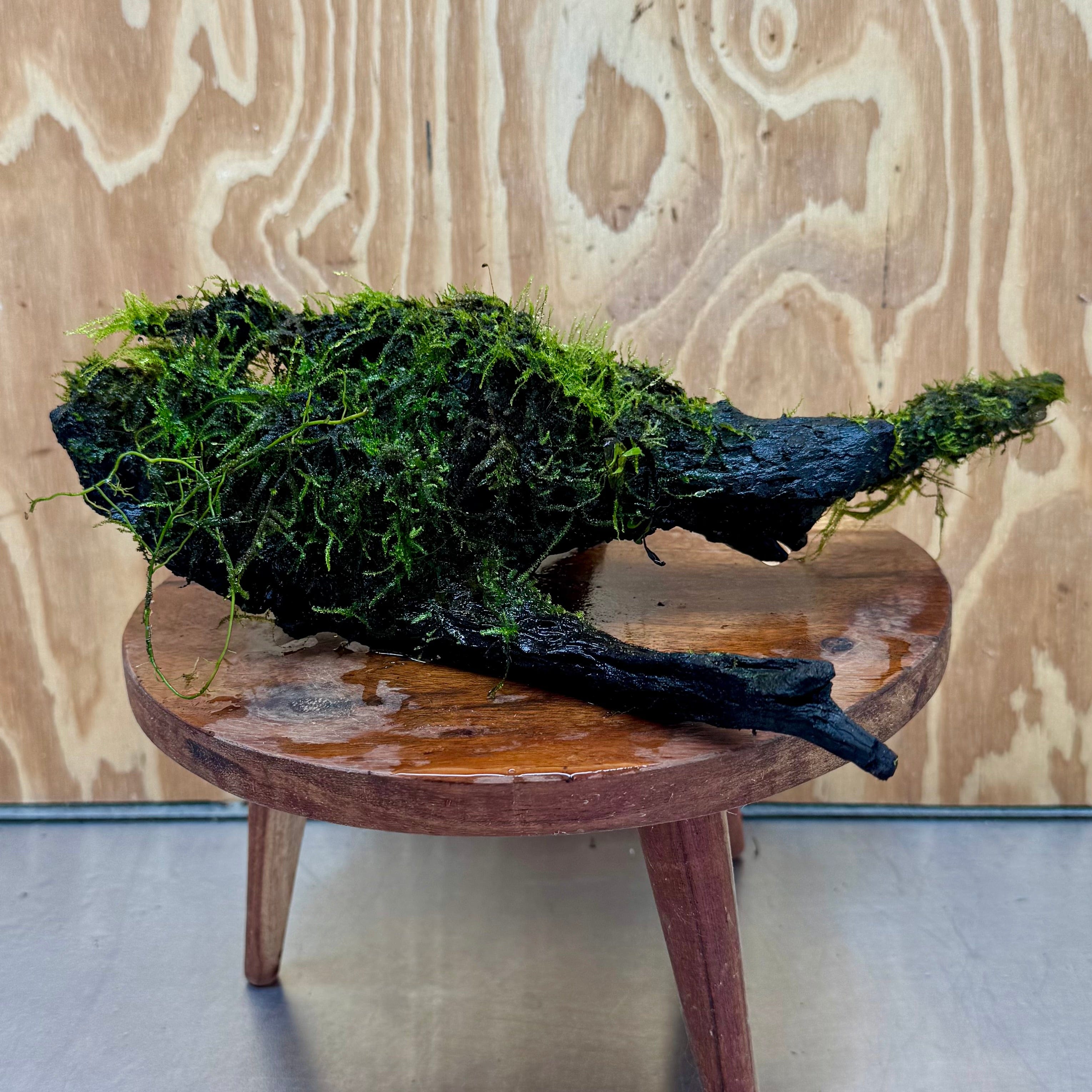 Scapeshop.com.au One Only Fontinalis Log - Large (Java Moss) - One Only - Nymph Fontinalis Log - Large (Java Moss) - One Only - Nymph