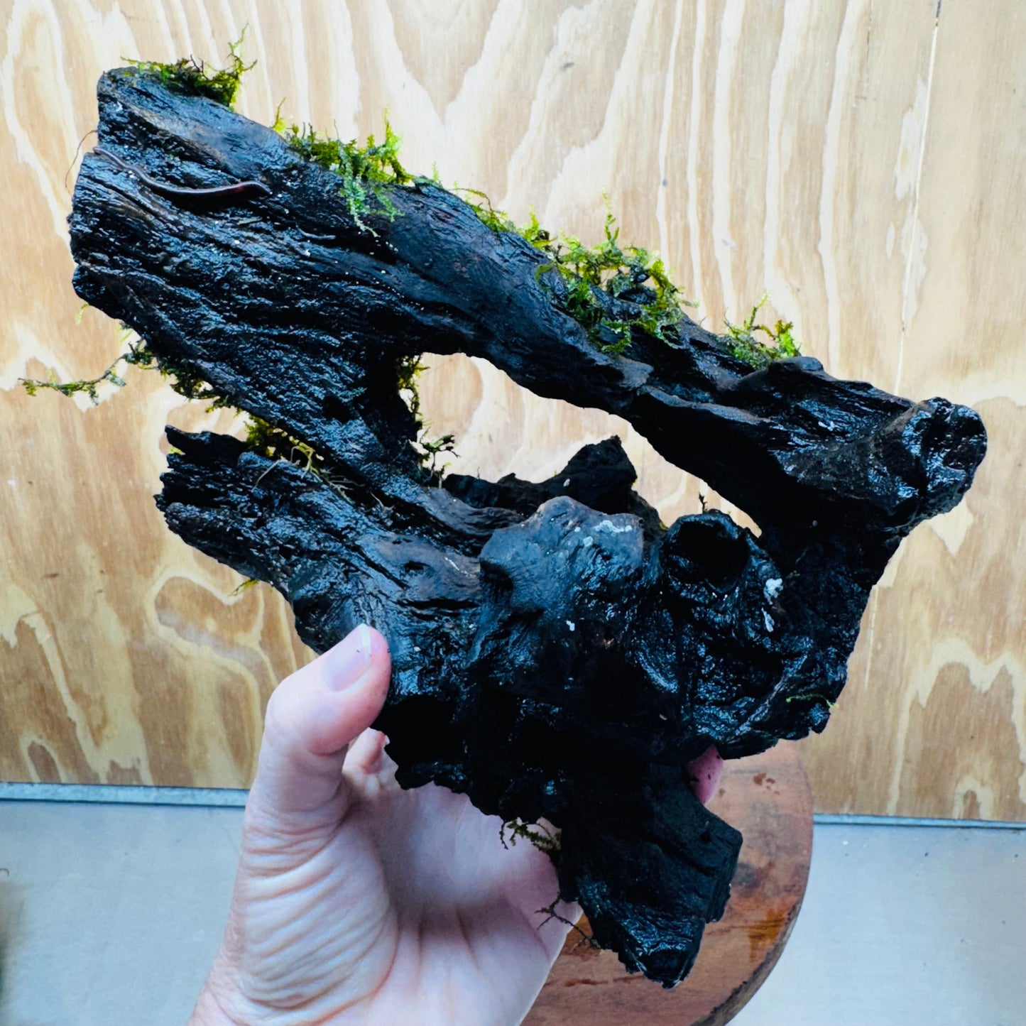 Scapeshop.com.au One Only Fontinalis Log - Large (Java Moss) - One Only - Nymph Fontinalis Log - Large (Java Moss) - One Only - Nymph