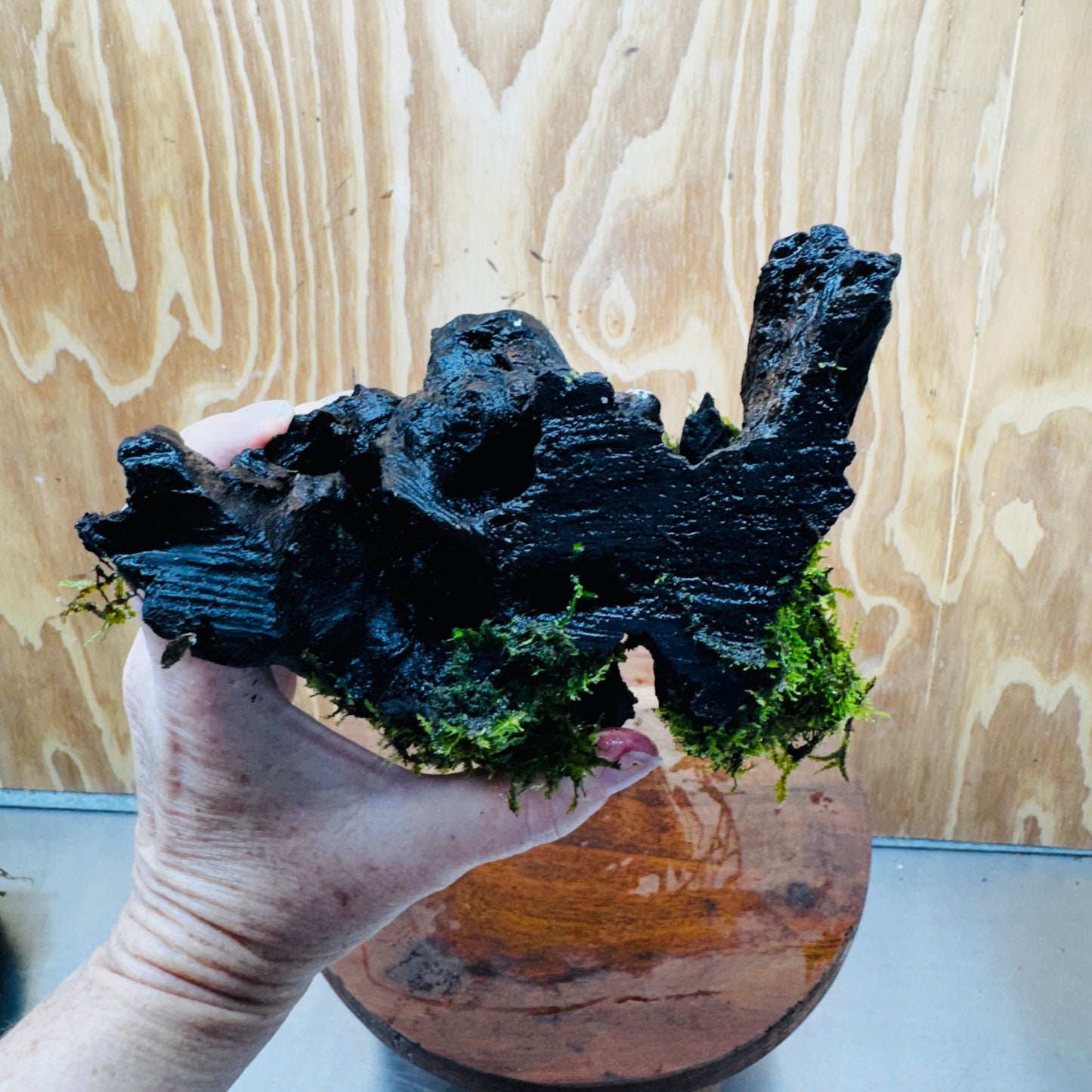 Scapeshop.com.au One Only Fontinalis Log - Large (Java Moss) - One Only - Nymph Fontinalis Log - Large (Java Moss) - One Only - Nymph
