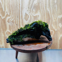 Scapeshop.com.au One Only Fontinalis Log - Large (Java Moss) - One Only - Nymph Fontinalis Log - Large (Java Moss) - One Only - Nymph