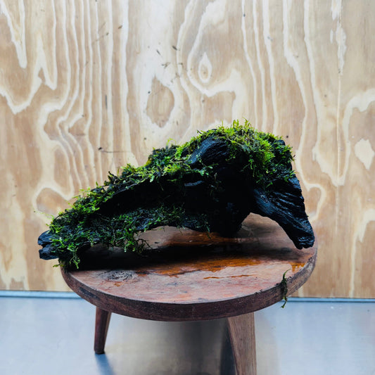 Scapeshop.com.au One Only Fontinalis Log - Large (Java Moss) - One Only - Nymph Fontinalis Log - Large (Java Moss) - One Only - Nymph
