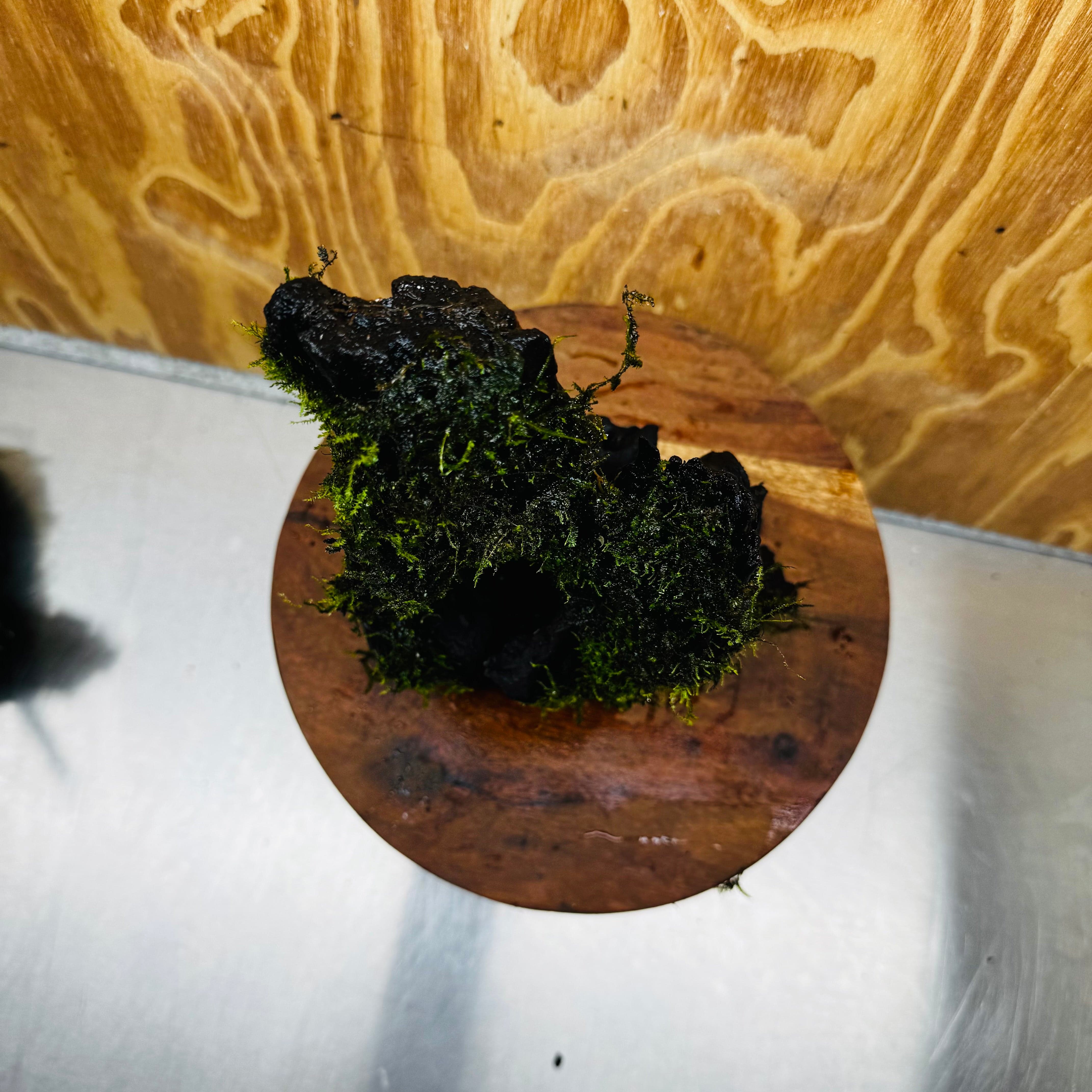 Scapeshop.com.au One Only Fontinalis Log - Large (Java Moss) - One Only - Nymph Fontinalis Log - Large (Java Moss) - One Only - Nymph
