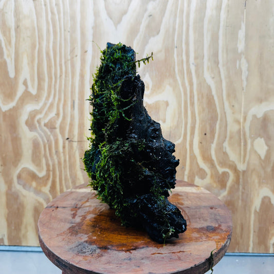 Scapeshop.com.au One Only Fontinalis Log - Large (Java Moss) - One Only - Nymph Fontinalis Log - Large (Java Moss) - One Only - Nymph