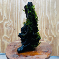 Scapeshop.com.au One Only Fontinalis Log - Large (Java Moss) - One Only - Nymph Fontinalis Log - Large (Java Moss) - One Only - Nymph