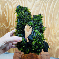 Scapeshop.com.au One Only Fontinalis Log - Large (Java Moss) - One Only - Nymph Fontinalis Log - Large (Java Moss) - One Only - Nymph
