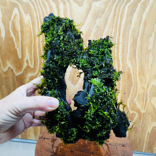 Scapeshop.com.au One Only Fontinalis Log - Large (Java Moss) - One Only - Nymph Fontinalis Log - Large (Java Moss) - One Only - Nymph