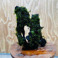 Scapeshop.com.au One Only Fontinalis Log - Large (Java Moss) - One Only - Nymph Fontinalis Log - Large (Java Moss) - One Only - Nymph