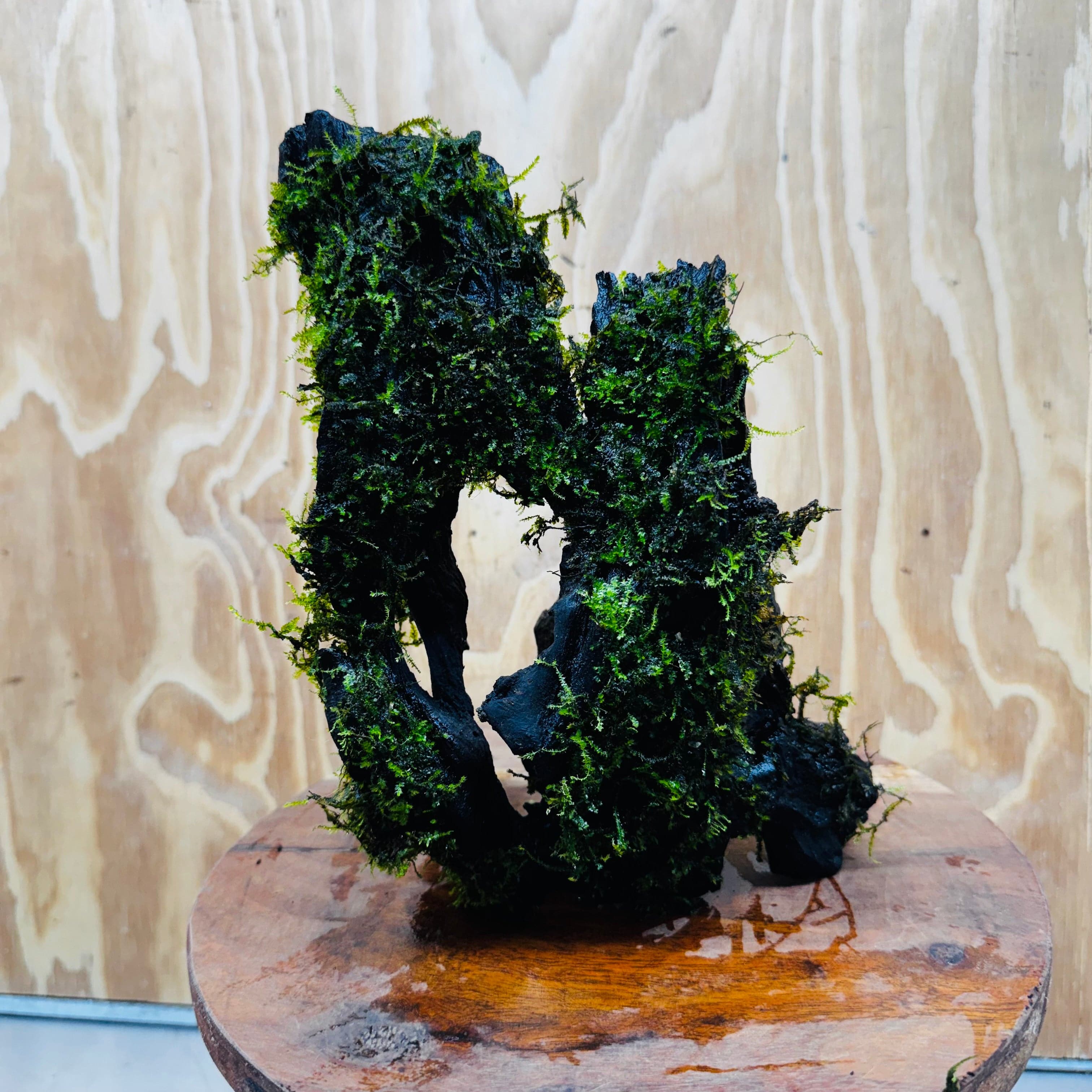 Scapeshop.com.au One Only Fontinalis Log - Large (Java Moss) - One Only - Nymph Fontinalis Log - Large (Java Moss) - One Only - Nymph