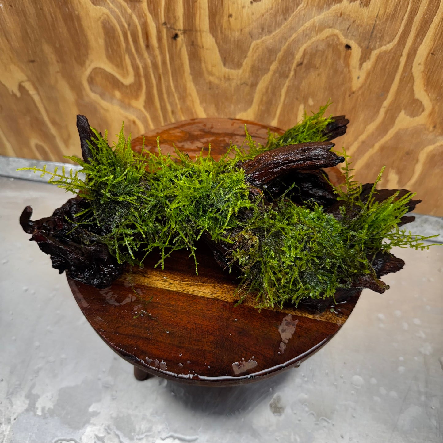 Scapeshop.com.au One Only Fontinalis Log - Large (Java Moss) - One Only - Nymph Fontinalis Log - Large (Java Moss) - One Only - Nymph