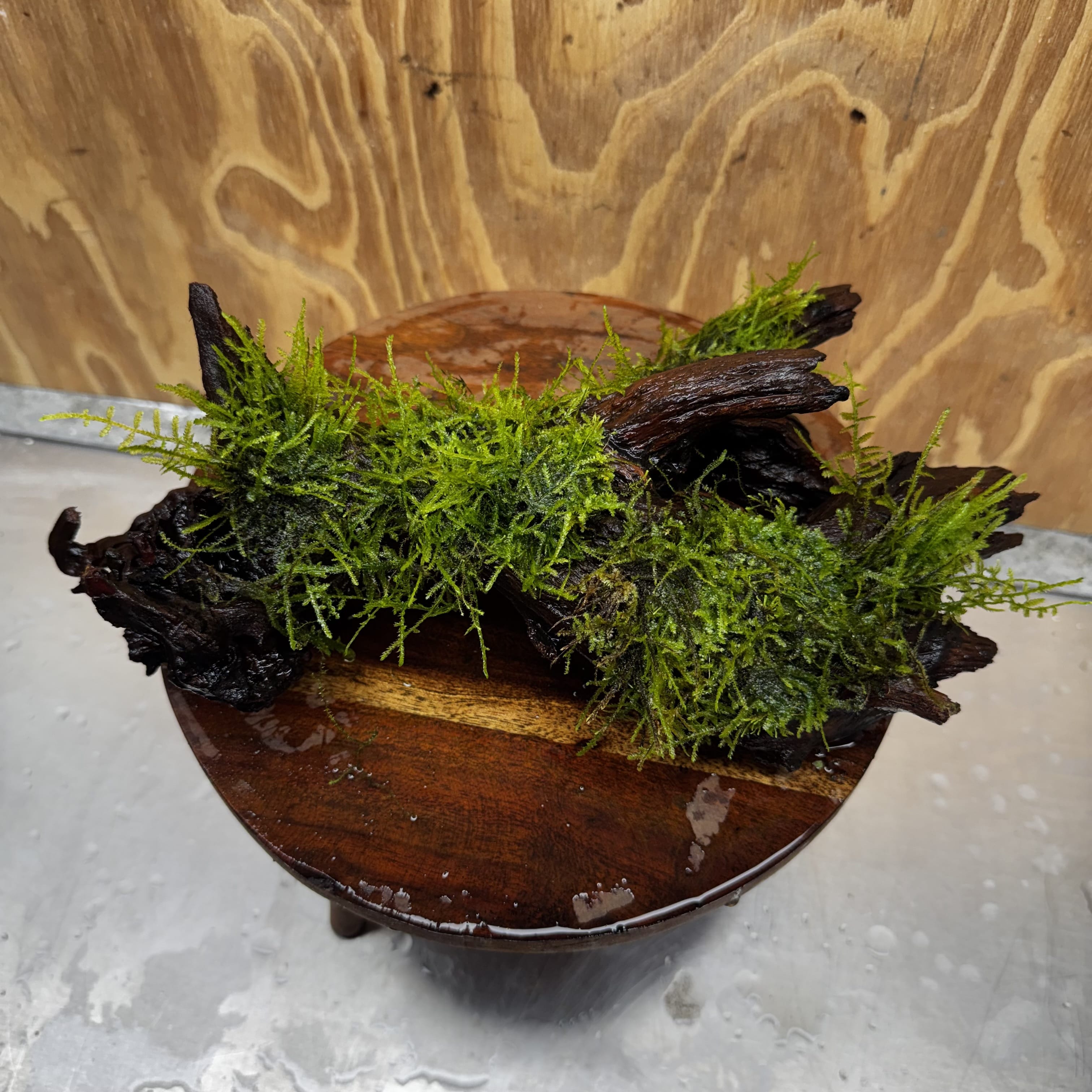 Scapeshop.com.au One Only Fontinalis Log - Large (Java Moss) - One Only - Nymph Fontinalis Log - Large (Java Moss) - One Only - Nymph