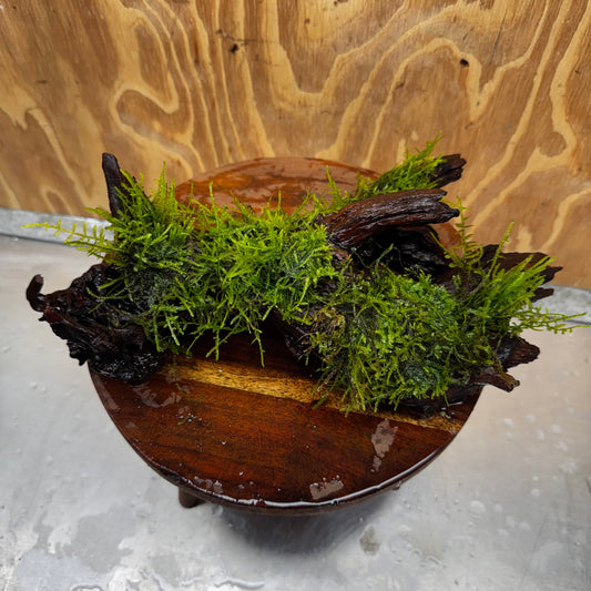 Scapeshop.com.au One Only Fontinalis Log - Large (Java Moss) - One Only - Nymph Fontinalis Log - Large (Java Moss) - One Only - Nymph