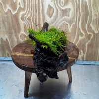 Scapeshop.com.au One Only Fontinalis Log - Large (Java Moss) - One Only - Nymph Fontinalis Log - Large (Java Moss) - One Only - Nymph