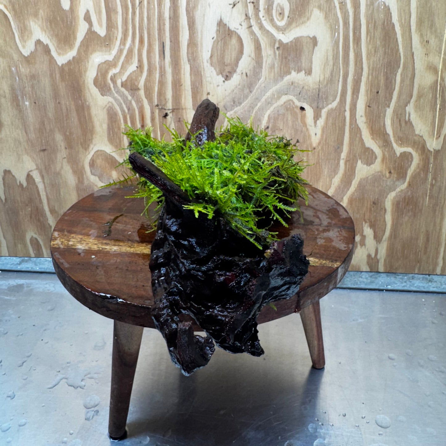 Scapeshop.com.au One Only Fontinalis Log - Large (Java Moss) - One Only - Nymph Fontinalis Log - Large (Java Moss) - One Only - Nymph