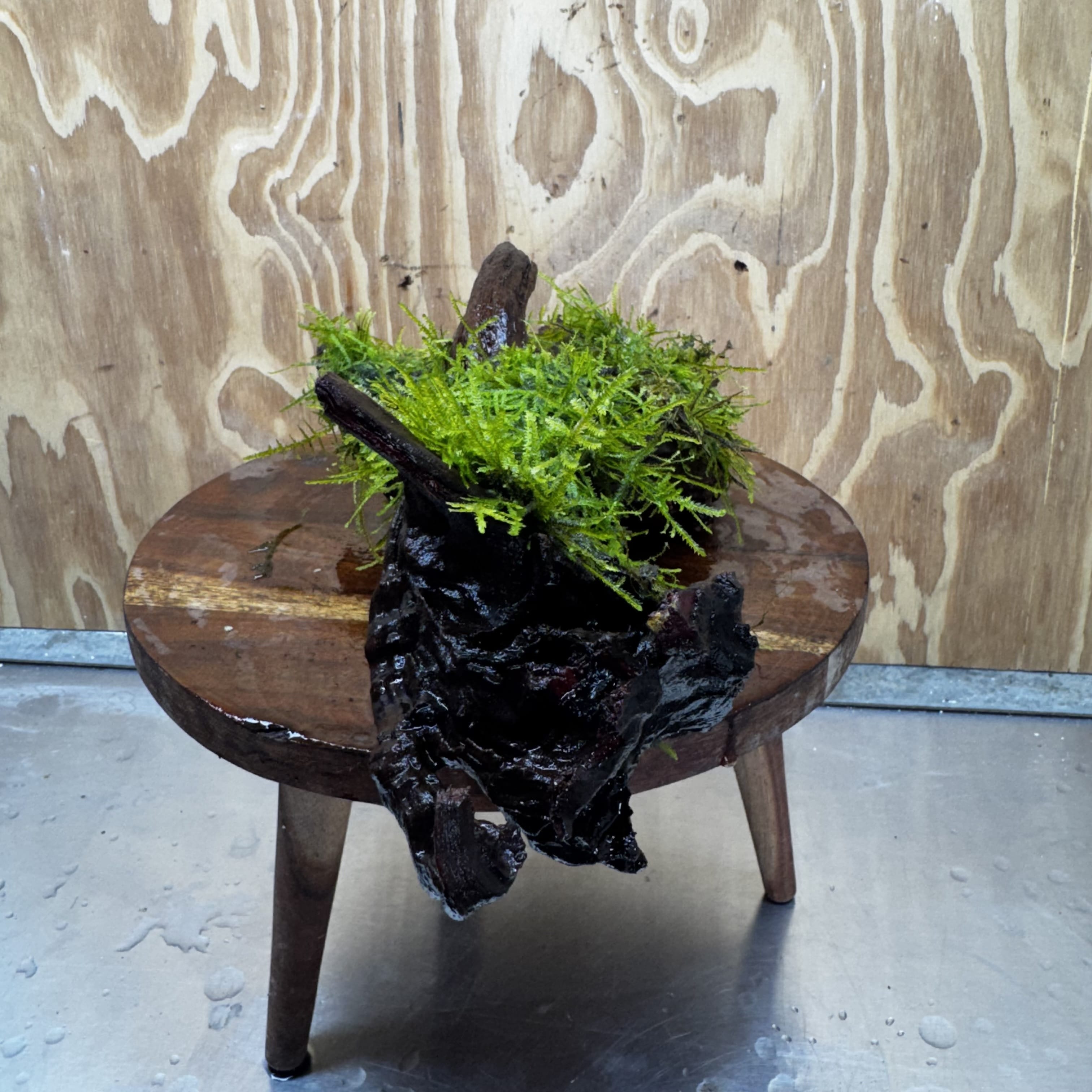 Scapeshop.com.au One Only Fontinalis Log - Large (Java Moss) - One Only - Nymph Fontinalis Log - Large (Java Moss) - One Only - Nymph