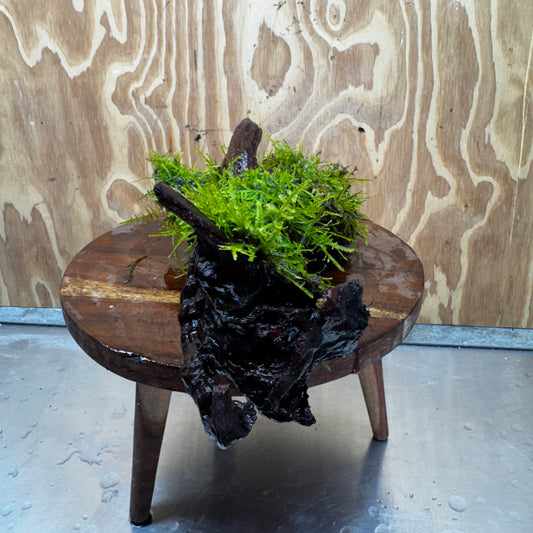 Scapeshop.com.au One Only Fontinalis Log - Large (Java Moss) - One Only - Nymph Fontinalis Log - Large (Java Moss) - One Only - Nymph