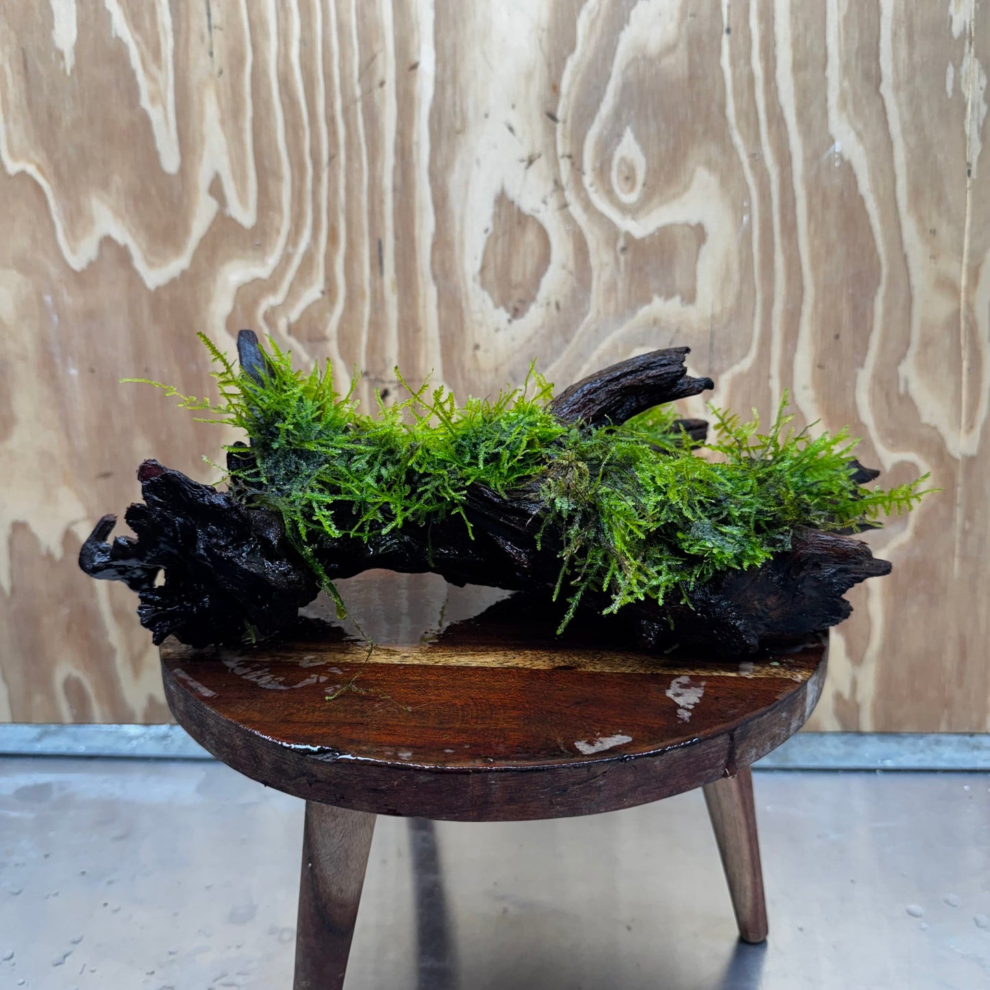 Scapeshop.com.au One Only Fontinalis Log - Large (Java Moss) - One Only - Nymph Fontinalis Log - Large (Java Moss) - One Only - Nymph