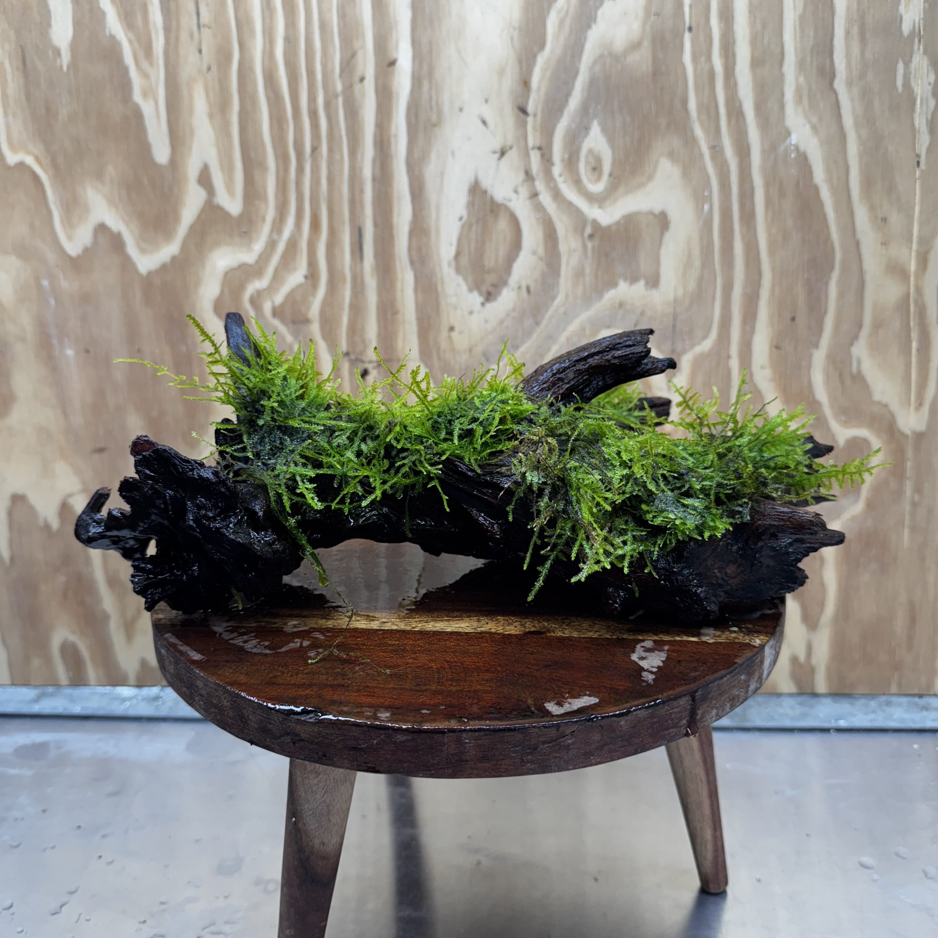 Scapeshop.com.au One Only Fontinalis Log - Large (Java Moss) - One Only - Nymph Fontinalis Log - Large (Java Moss) - One Only - Nymph