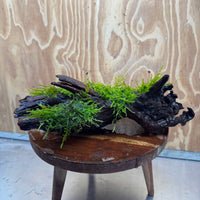 Scapeshop.com.au One Only Fontinalis Log - Large (Java Moss) - One Only - Nymph Fontinalis Log - Large (Java Moss) - One Only - Nymph