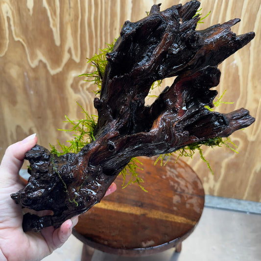 Scapeshop.com.au One Only Fontinalis Log - Large (Java Moss) - One Only - Nymph Fontinalis Log - Large (Java Moss) - One Only - Nymph