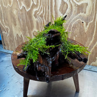 Scapeshop.com.au One Only Fontinalis Log - Large (Java Moss) - One Only - Nymph Fontinalis Log - Large (Java Moss) - One Only - Nymph