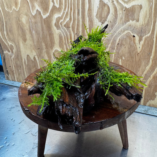Scapeshop.com.au One Only Fontinalis Log - Large (Java Moss) - One Only - Nymph Fontinalis Log - Large (Java Moss) - One Only - Nymph