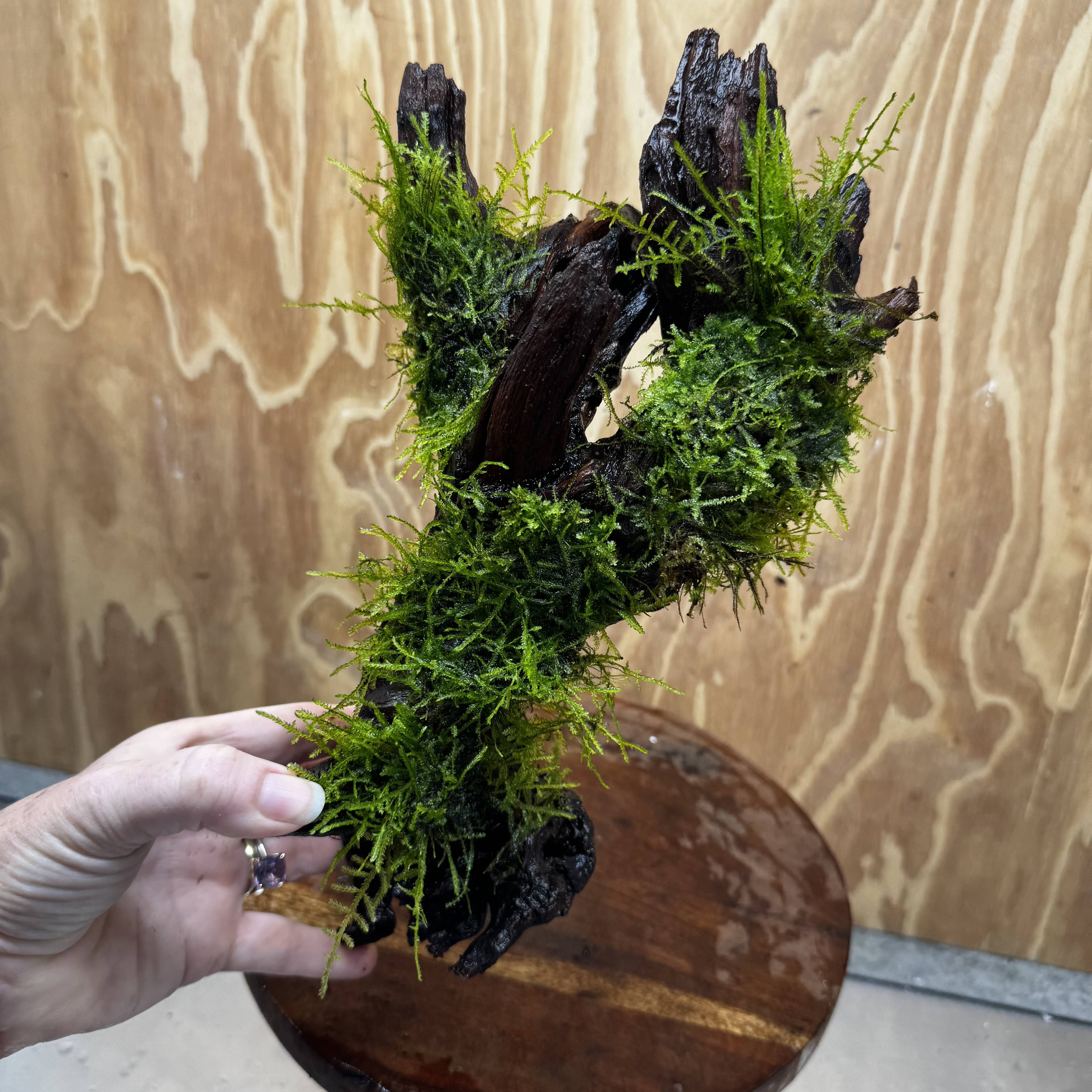 Scapeshop.com.au One Only Fontinalis Log - Large (Java Moss) - One Only - Nymph Fontinalis Log - Large (Java Moss) - One Only - Nymph