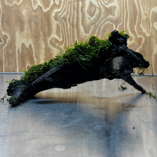 Scapeshop.com.au One Only Fontinalis Log - Large (Java Moss) - One Only - Nymph Fontinalis Log - Large (Java Moss) - One Only - Nymph Aquarium Plants