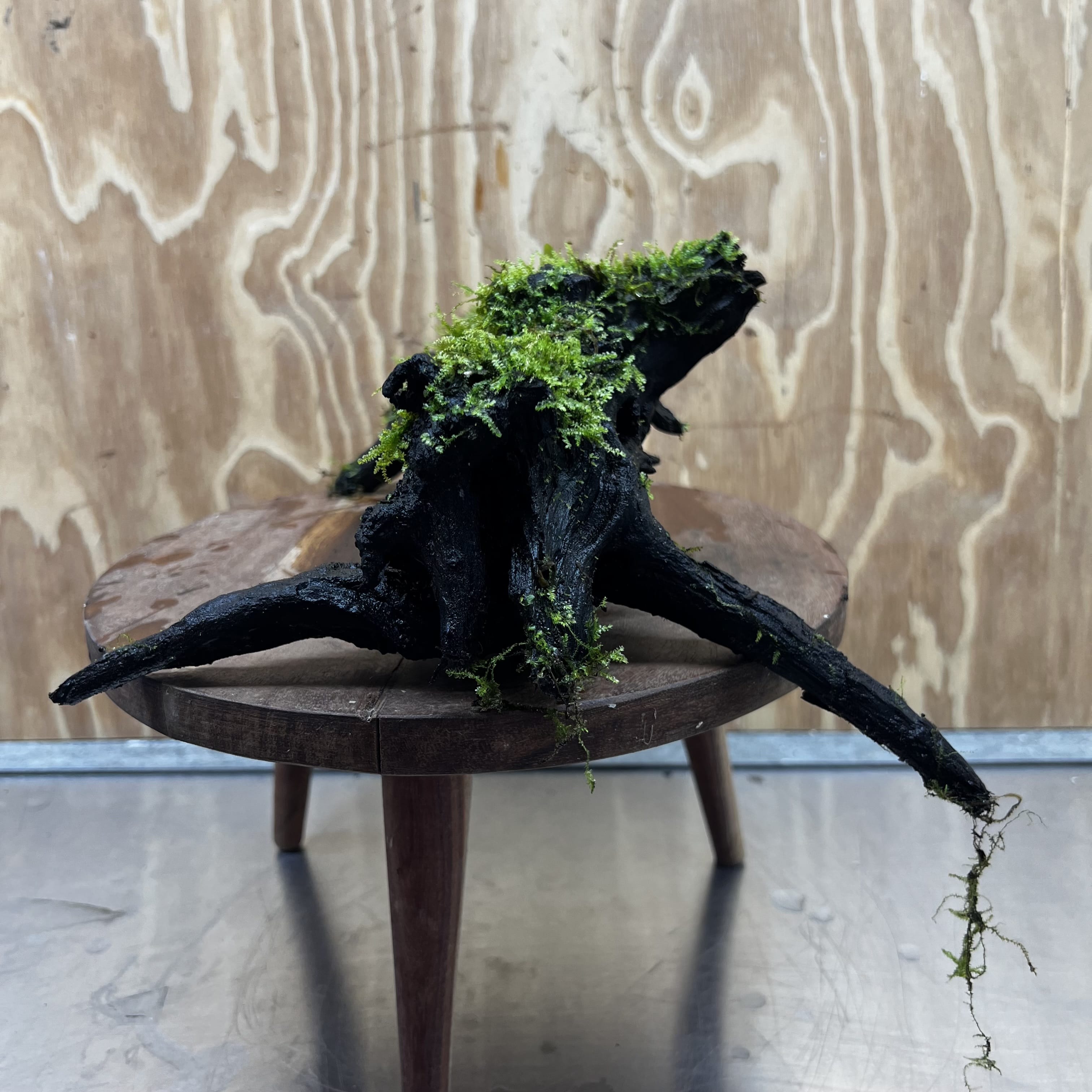 Scapeshop.com.au One Only Fontinalis Log - Large (Java Moss) - One Only - Nymph Fontinalis Log - Large (Java Moss) - One Only - Nymph Aquarium Plants