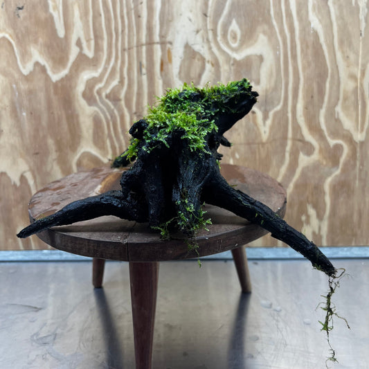 Scapeshop.com.au One Only Fontinalis Log - Large (Java Moss) - One Only - Nymph Fontinalis Log - Large (Java Moss) - One Only - Nymph Aquarium Plants