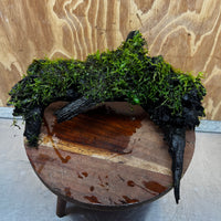Scapeshop.com.au One Only Fontinalis Log - Large (Java Moss) - One Only - Nymph Fontinalis Log - Large (Java Moss) - One Only - Nymph Aquarium Plants