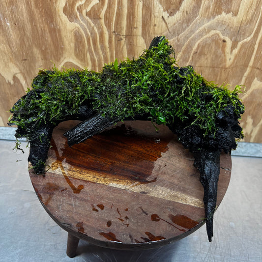 Scapeshop.com.au One Only Fontinalis Log - Large (Java Moss) - One Only - Nymph Fontinalis Log - Large (Java Moss) - One Only - Nymph Aquarium Plants