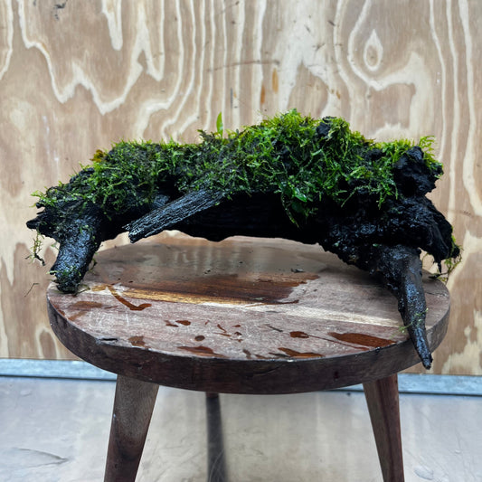 Scapeshop.com.au One Only Fontinalis Log - Large (Java Moss) - One Only - Nymph Fontinalis Log - Large (Java Moss) - One Only - Nymph Aquarium Plants